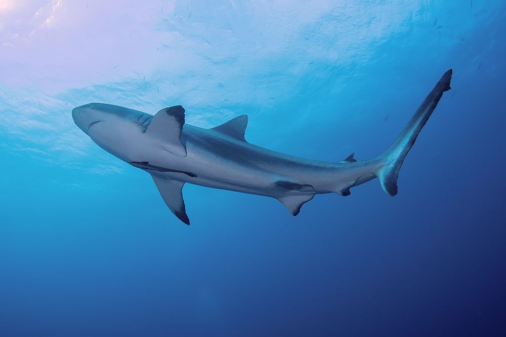 South Pacific-Fiji Blacktip shark close-up  art print by Jaynes Gallery for $57.95 CAD